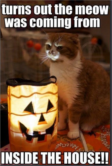 caturday inside the house majorgeeks.jpg